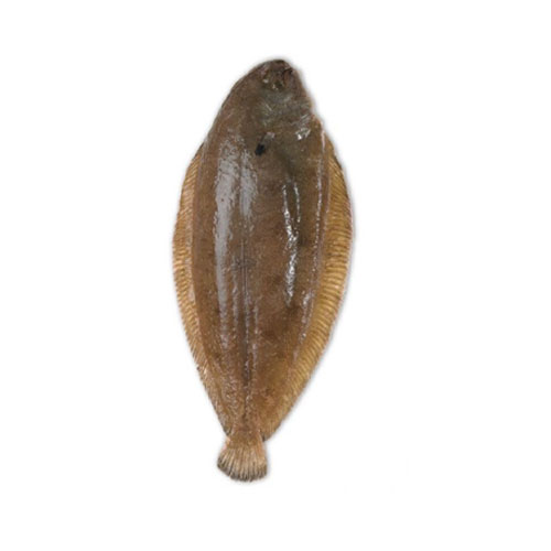 Wild Dover Sole 400-600g